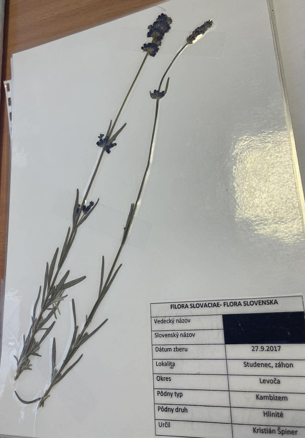 Rastlina Lavandula angustifolia